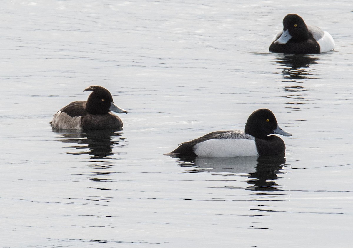 Tufted Duck - ML210035541
