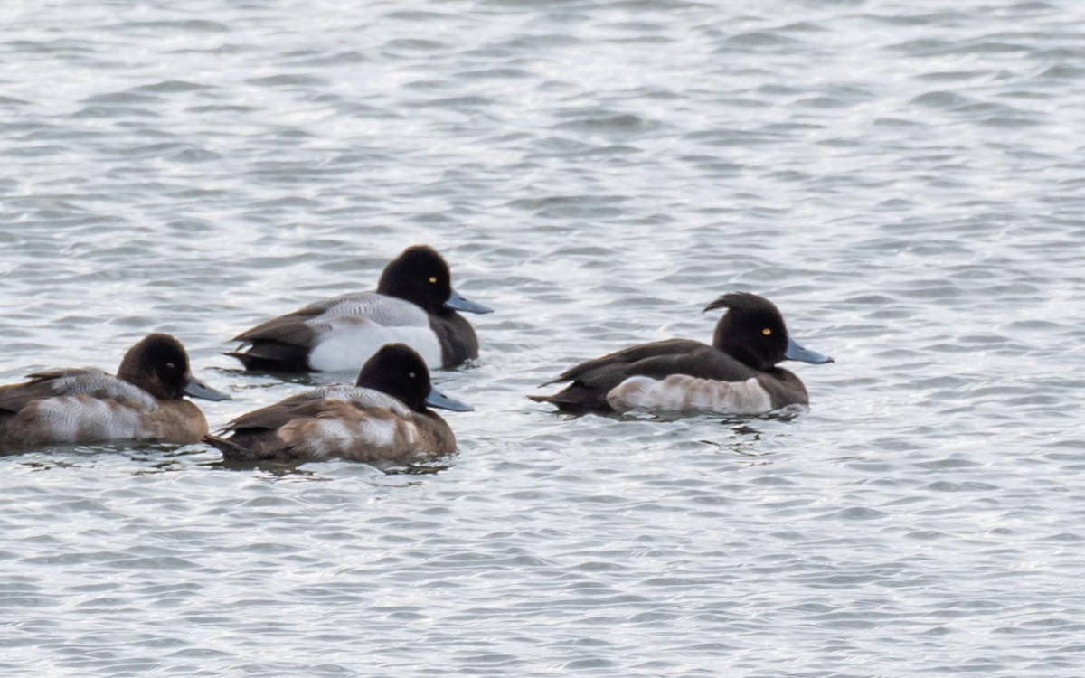 Tufted Duck - ML210035731