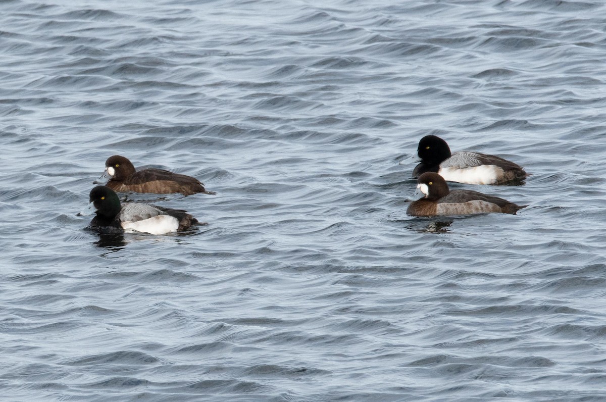 Greater Scaup - ML210035811