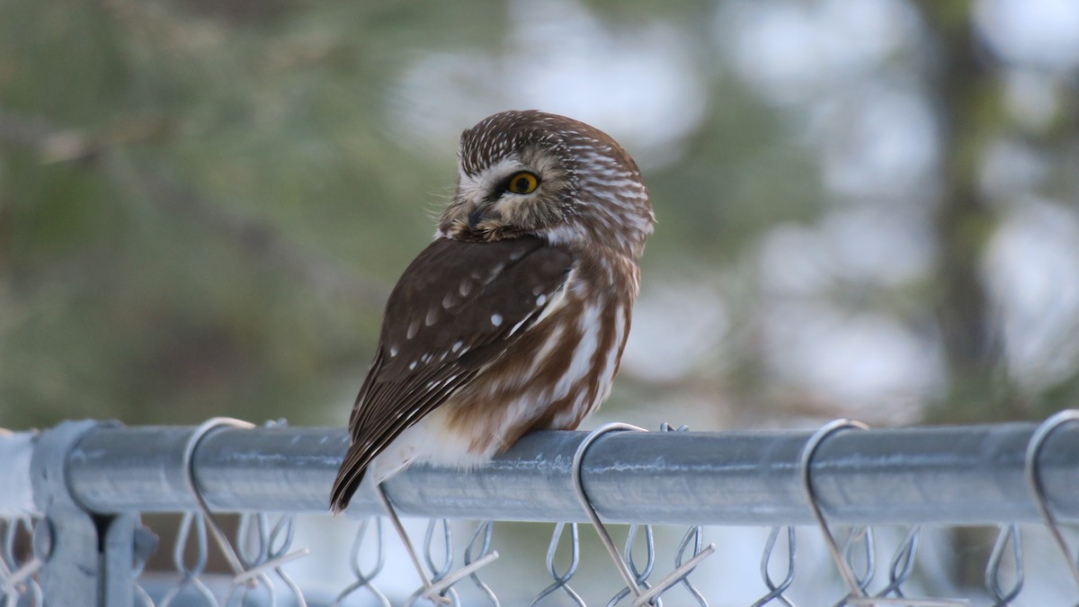 Northern Saw-whet Owl - undefined