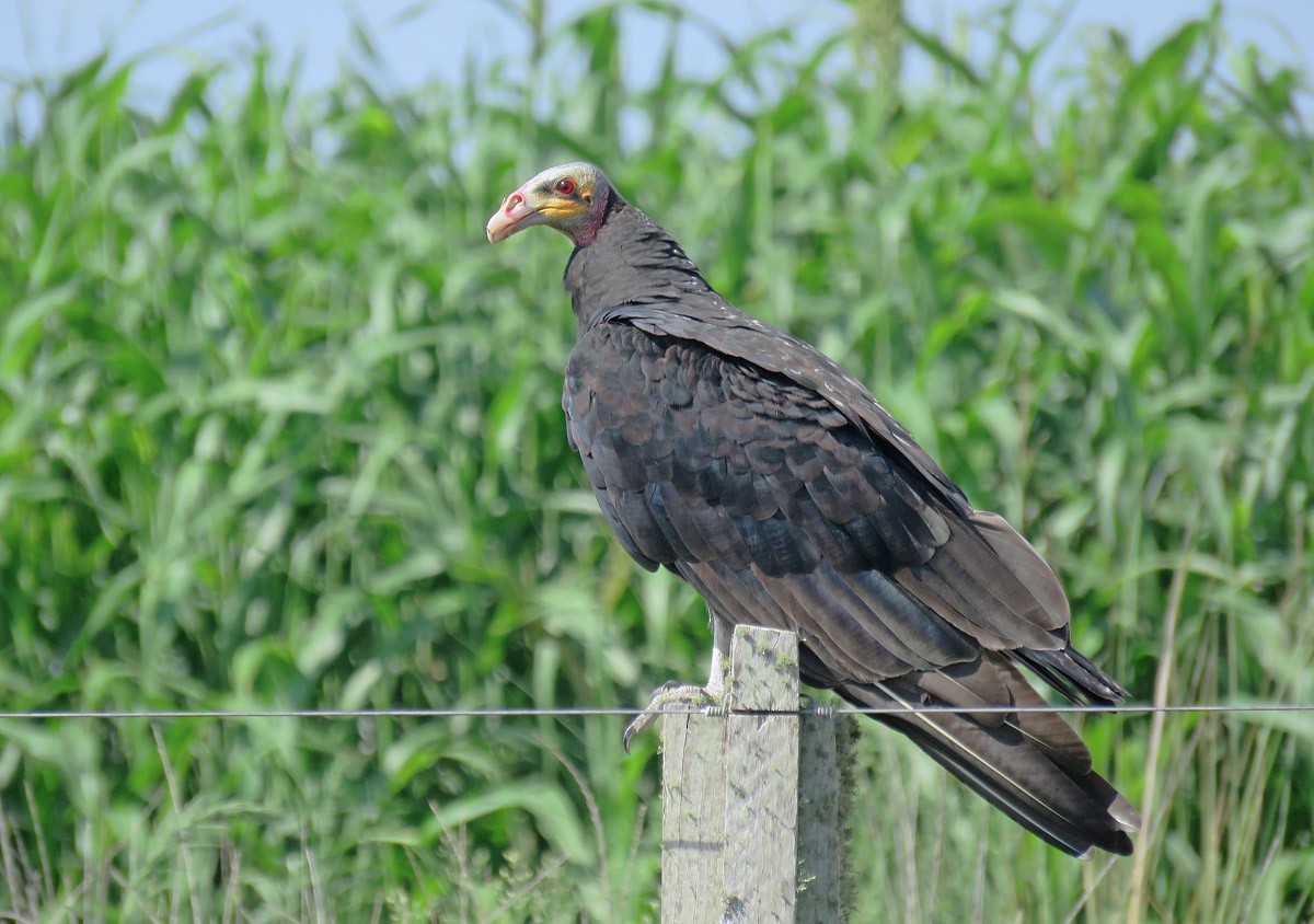 Lesser Yellow-headed Vulture - ML210039231