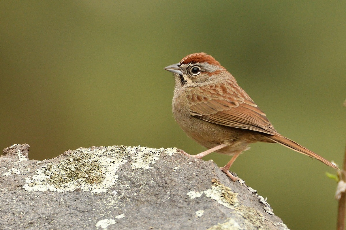 Rufous-crowned Sparrow - Antonio Robles