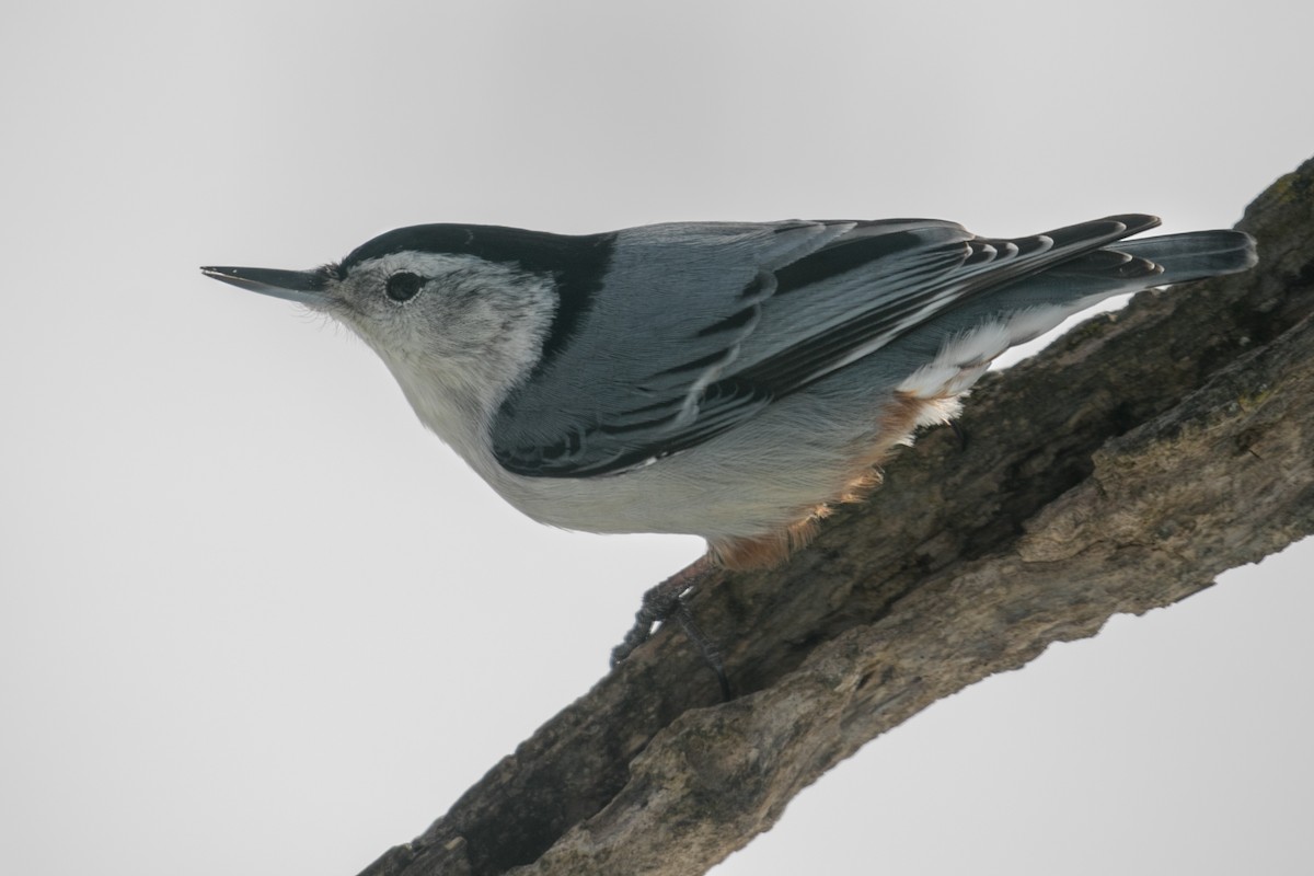White-breasted Nuthatch - Sandy Cutting