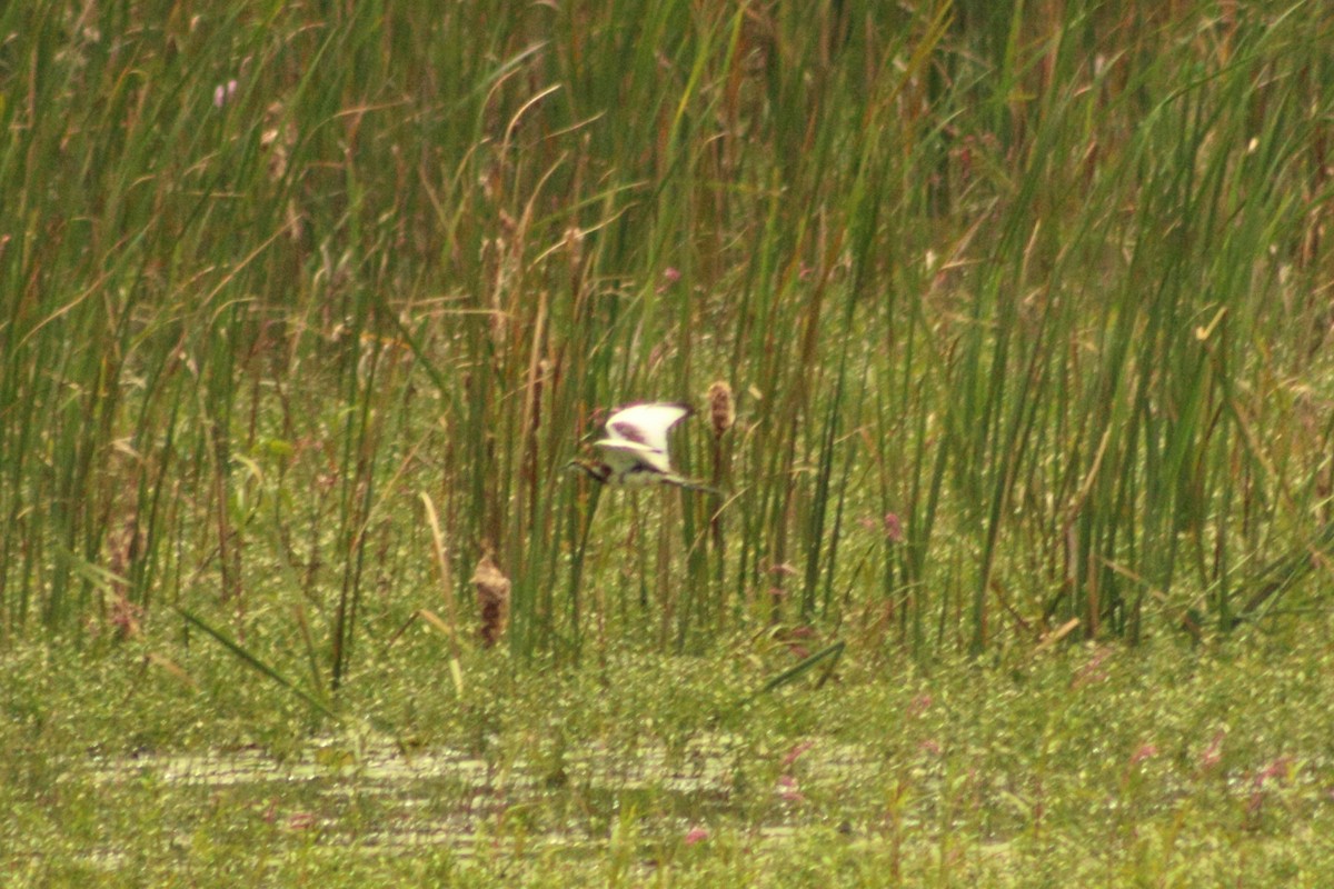 Pheasant-tailed Jacana - Madhurima Das