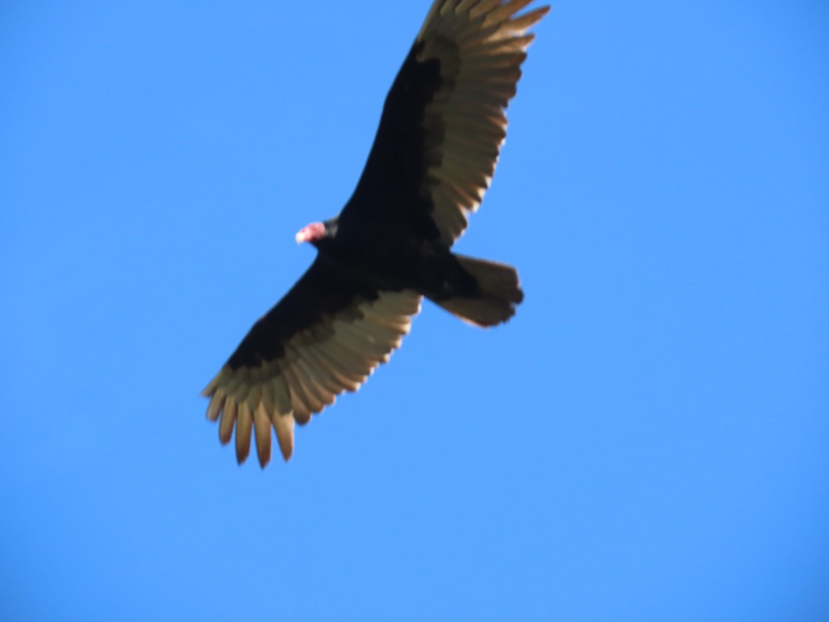 Turkey Vulture - ML210041981