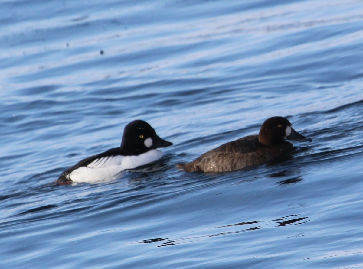 Greater Scaup - ML210042631