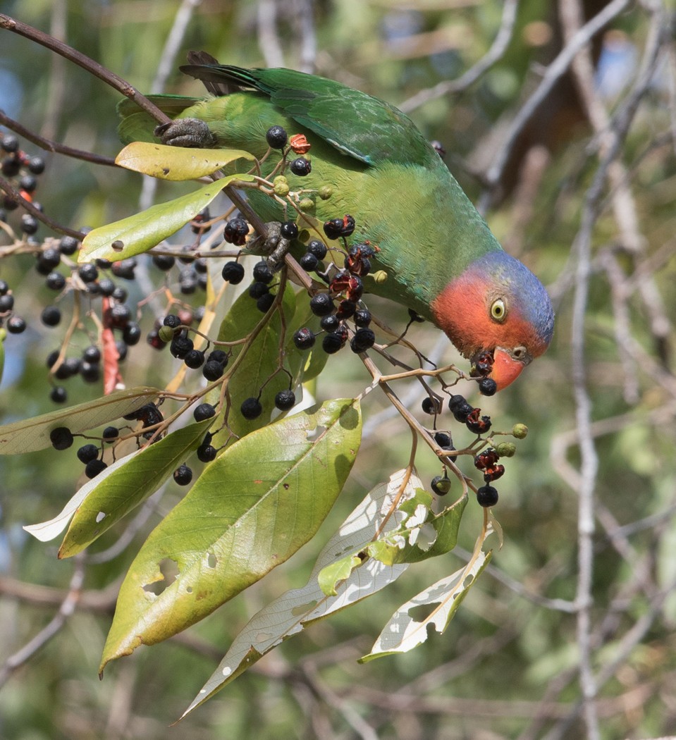 Red-cheeked Parrot - ML21004351