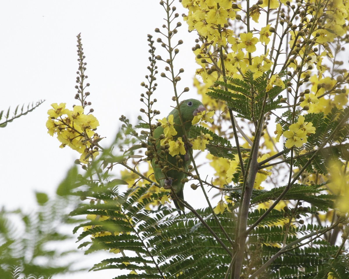 Yellow-chevroned Parakeet - Silvia Faustino Linhares
