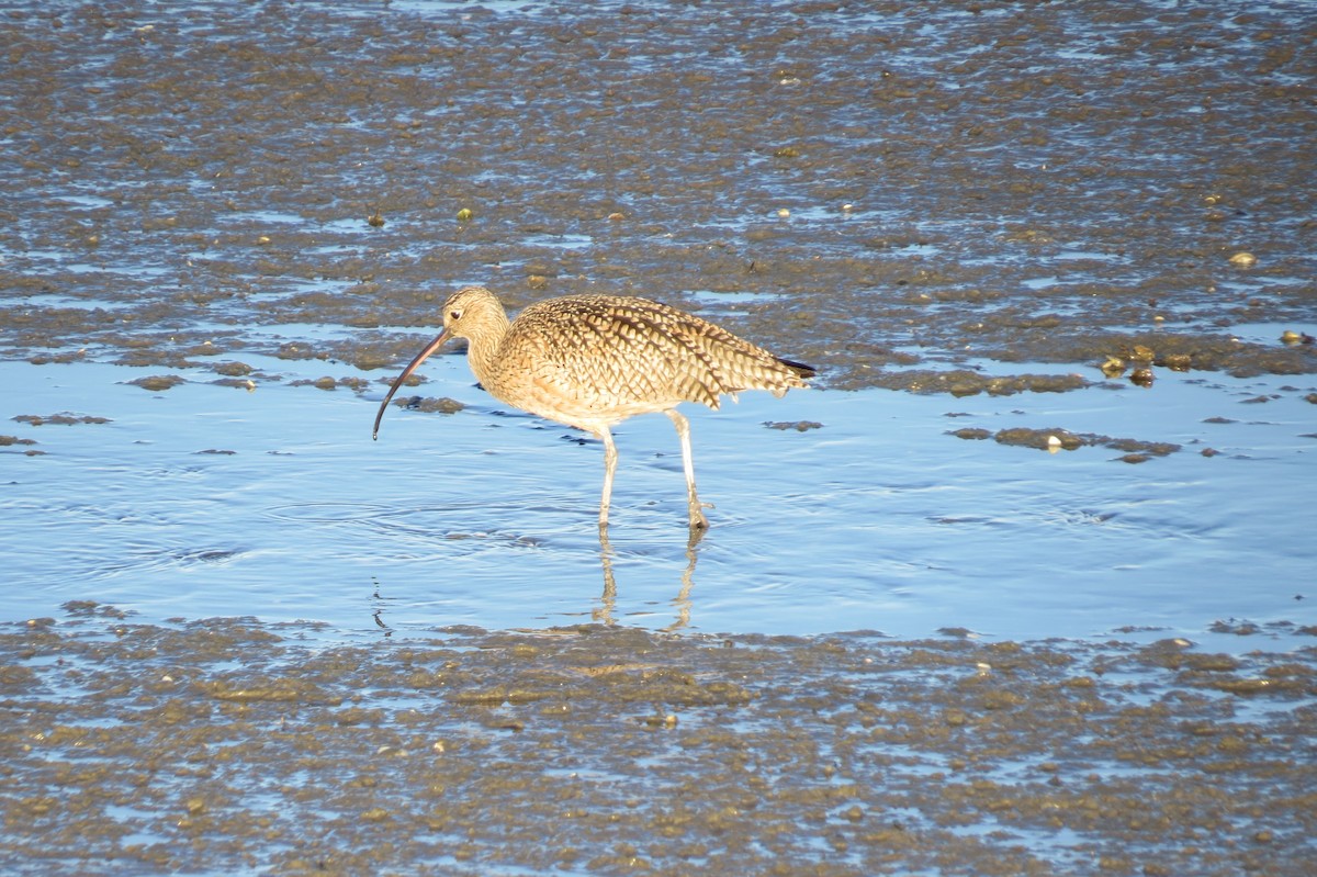 Long-billed Curlew - ML210045451