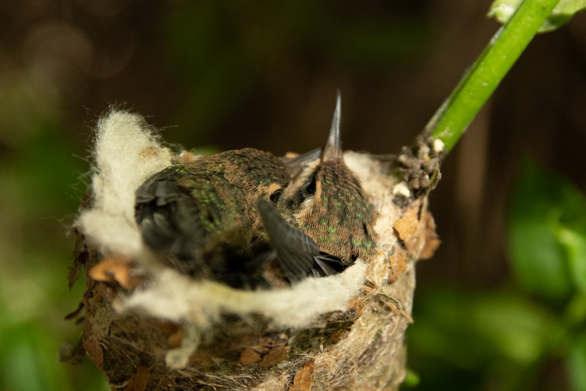 kolibřík lesklobřichý - ML210046561