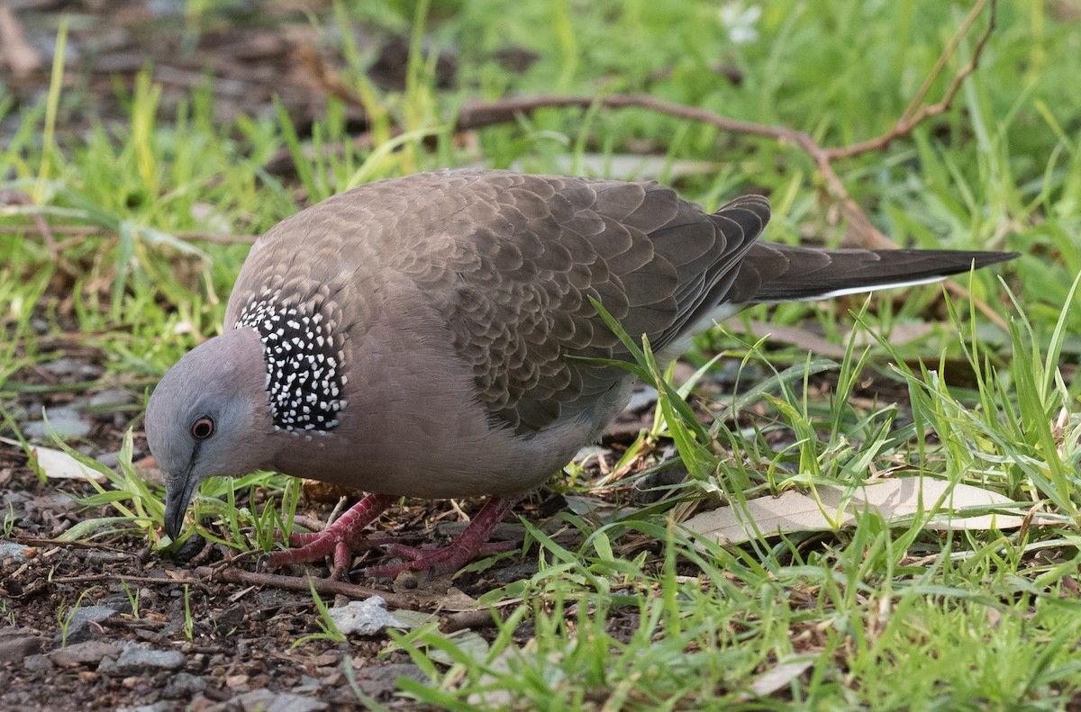 Spotted Dove - Sonja Ross