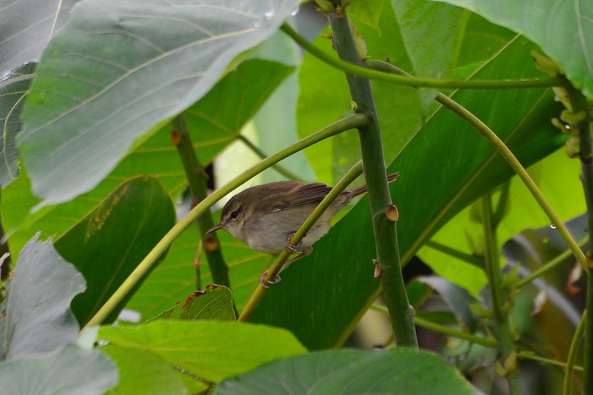 Brownish-flanked Bush Warbler - Ko Cheng
