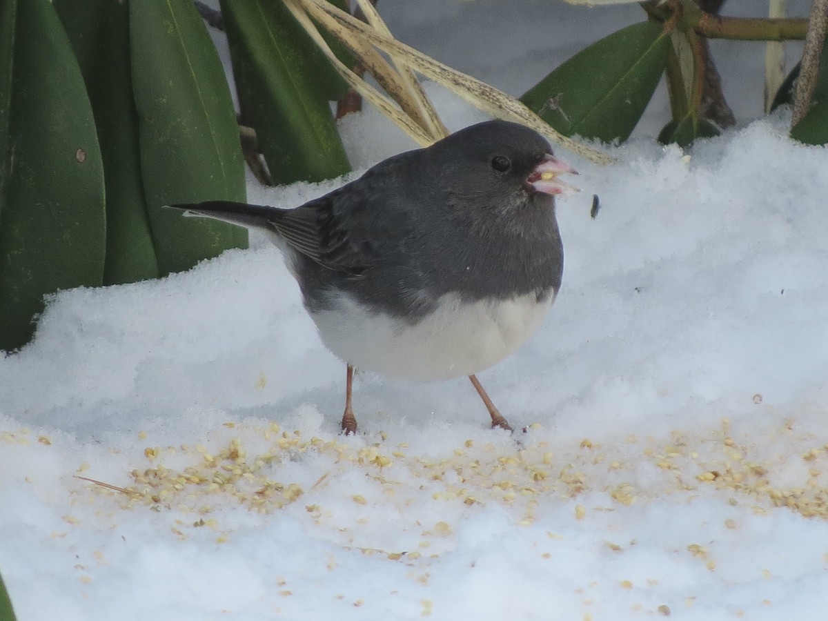 Dark-eyed Junco (Slate-colored) - Jerry Smith