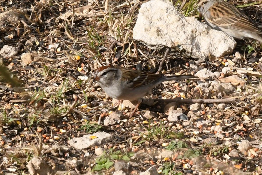 Chipping Sparrow - ML210049751