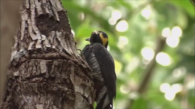 Yellow-tufted Woodpecker - ML210051861