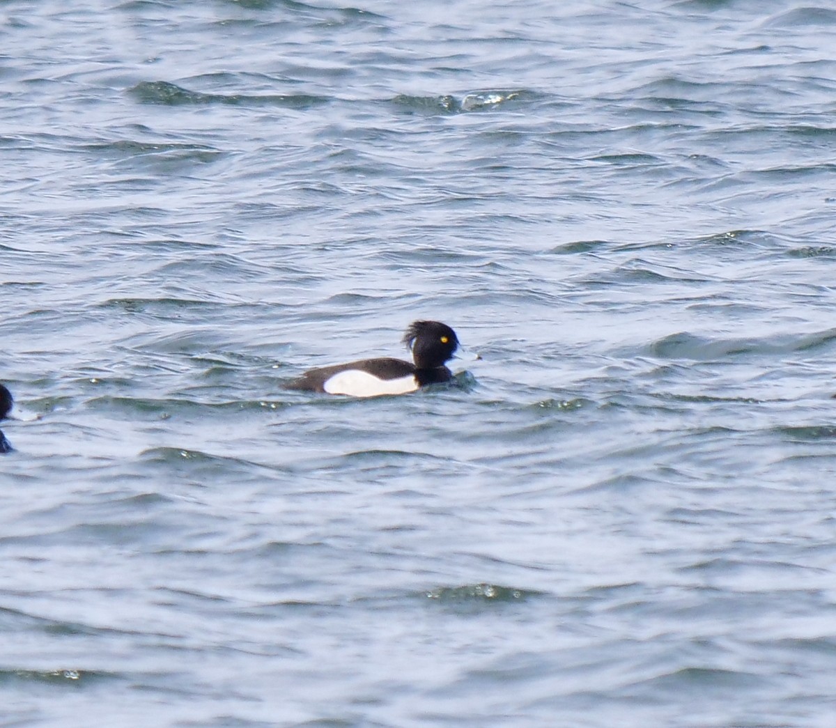 Tufted Duck - Mary DeWire