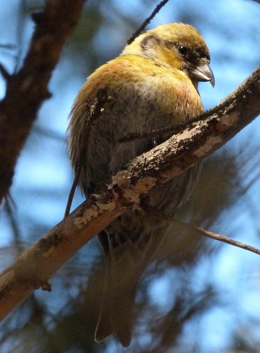 White-winged Crossbill - Jim Lind