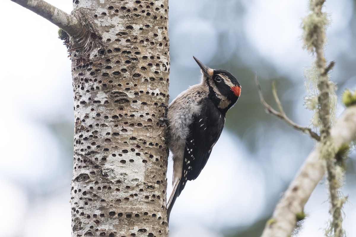 Hairy Woodpecker (Pacific) - ML210060081