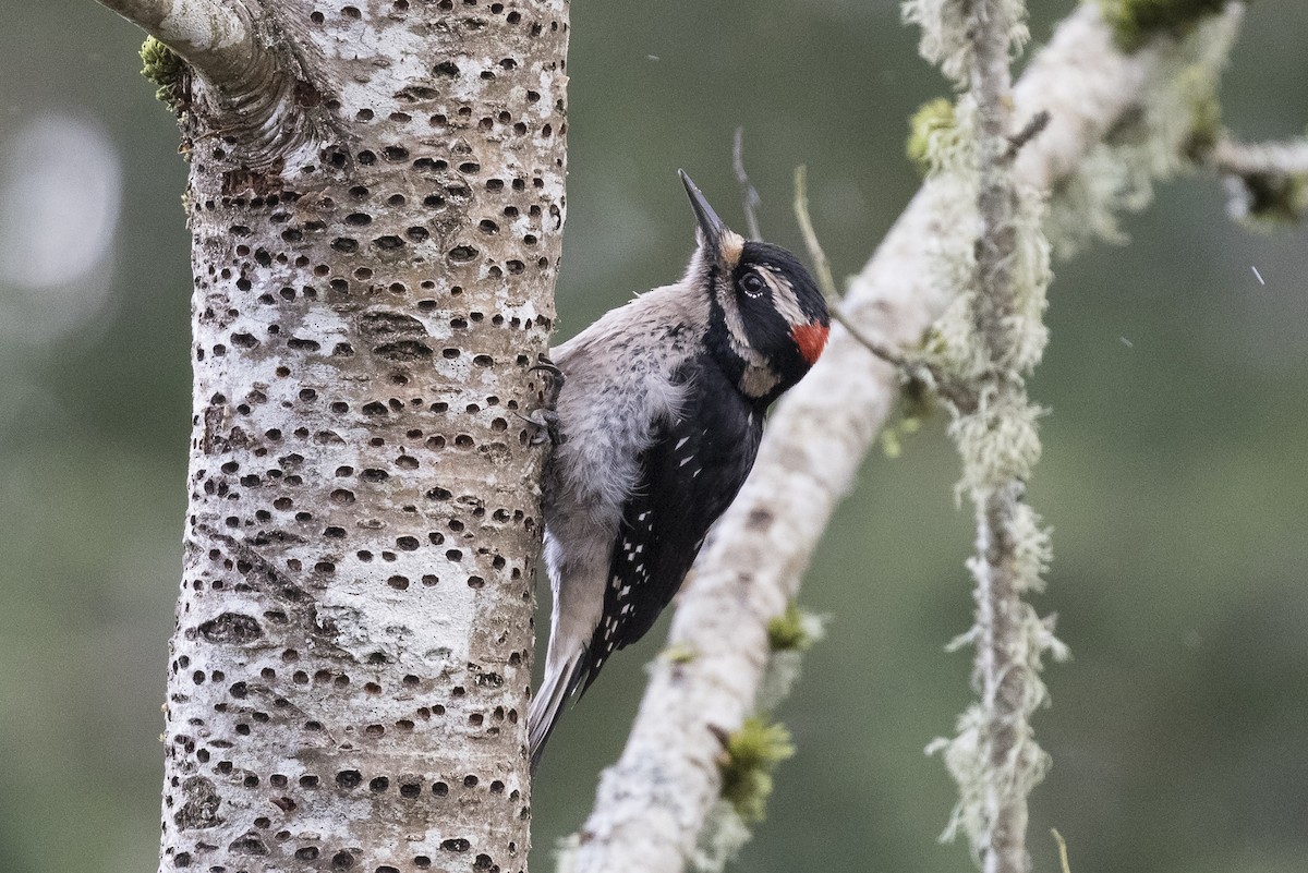 Hairy Woodpecker (Pacific) - ML210060101