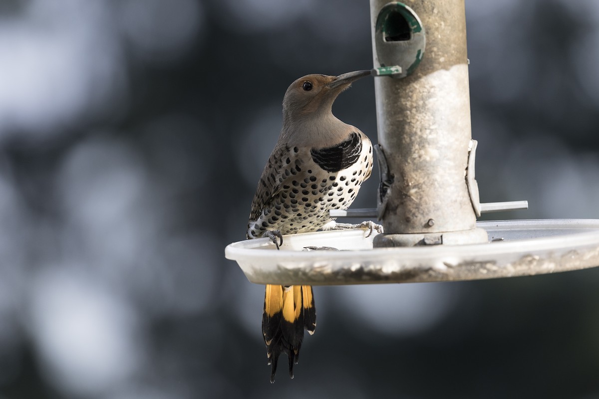 Northern Flicker (Yellow-shafted x Red-shafted) - ML210060331