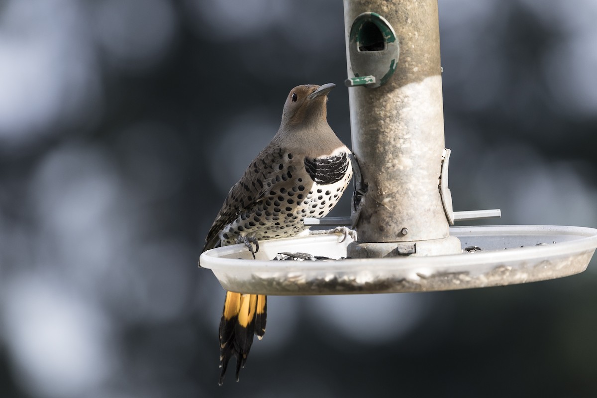 Northern Flicker (Yellow-shafted x Red-shafted) - ML210060341