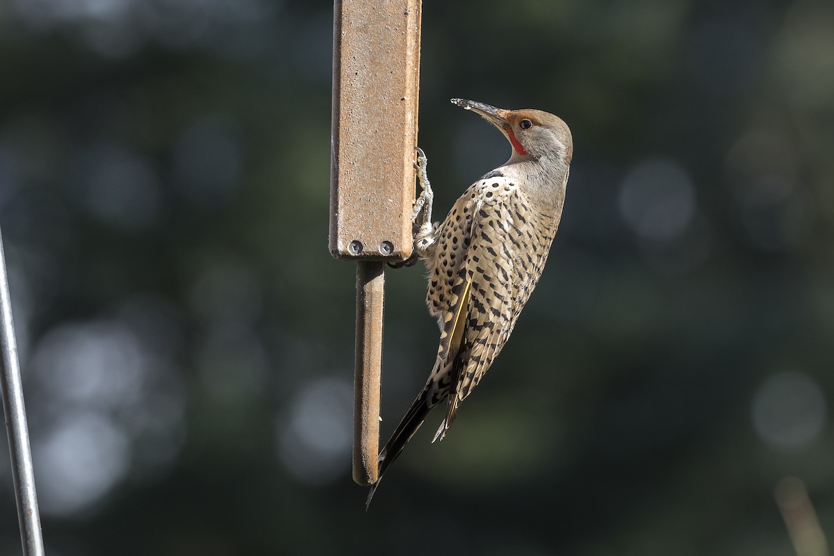 Northern Flicker (Yellow-shafted x Red-shafted) - ML210060361