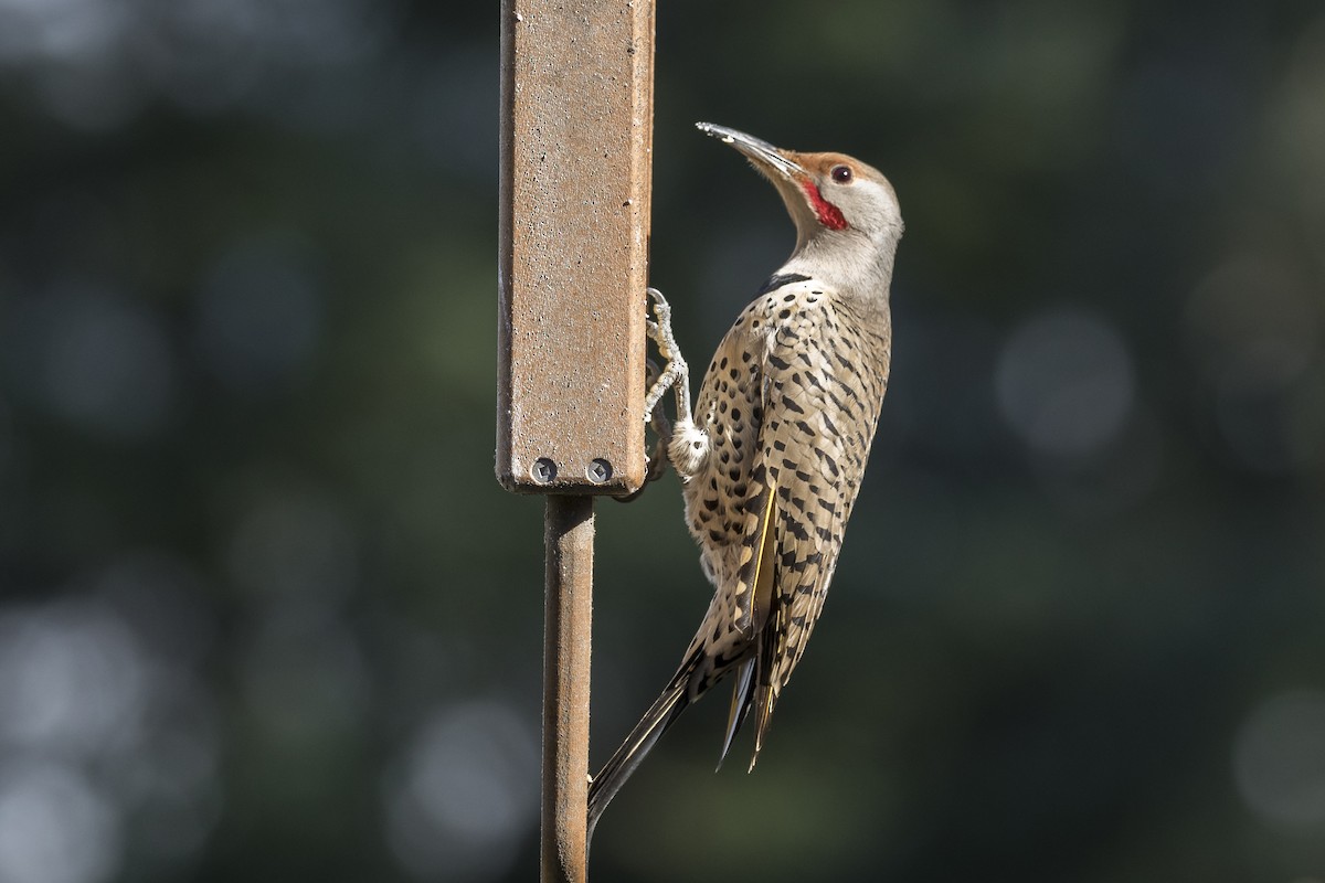 Northern Flicker (Yellow-shafted x Red-shafted) - ML210060391