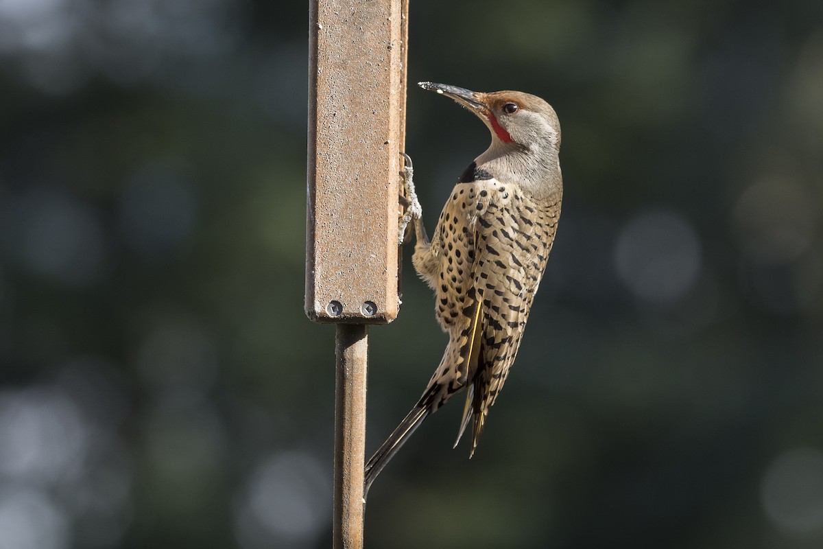 Northern Flicker (Yellow-shafted x Red-shafted) - ML210060411