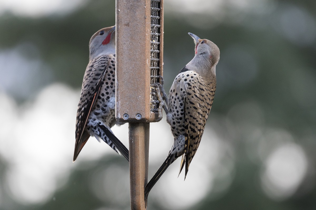 Northern Flicker (Yellow-shafted x Red-shafted) - ML210060441