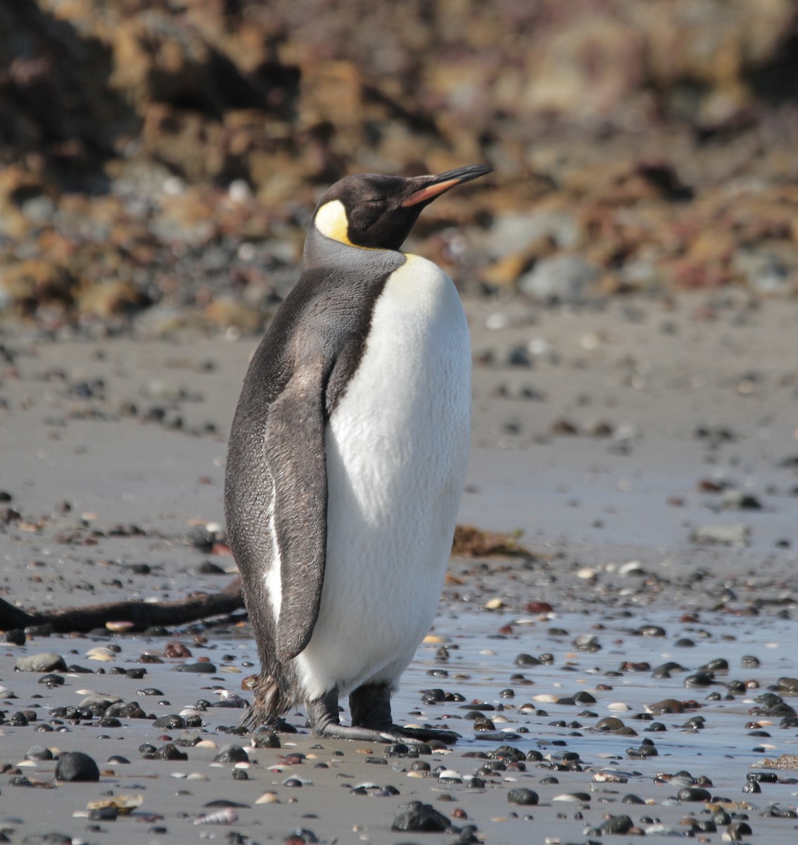 tučňák patagonský - ML210061371