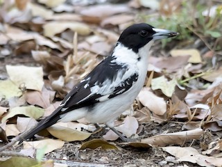  - Black-backed Butcherbird