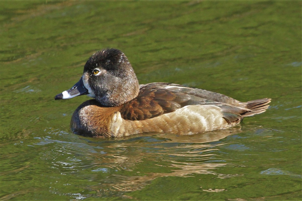 Ring-necked Duck - ML210073211
