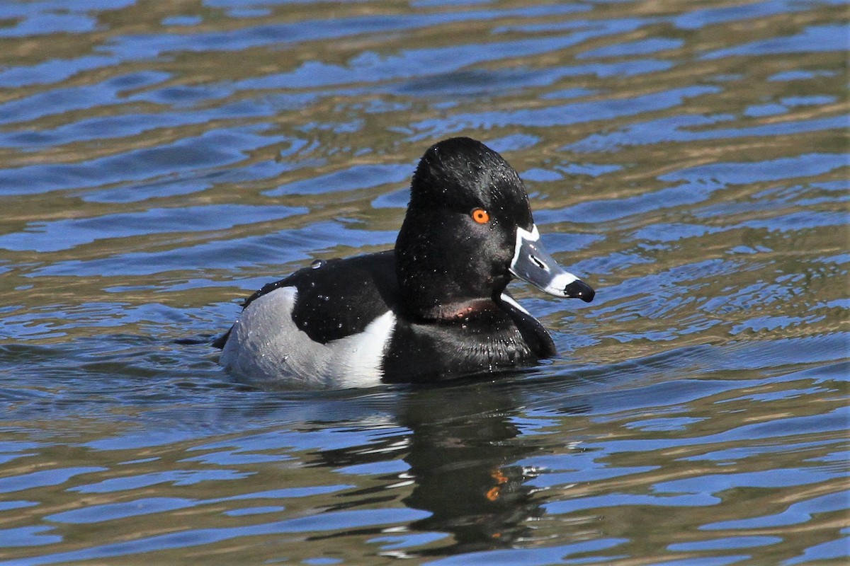 Ring-necked Duck - Kent Forward