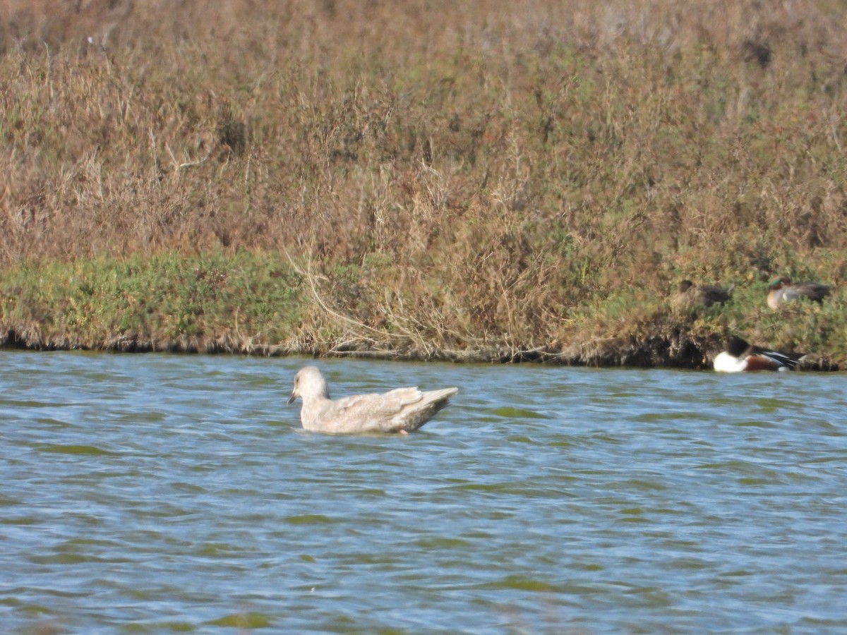 Glaucous-winged Gull - Bill Holland