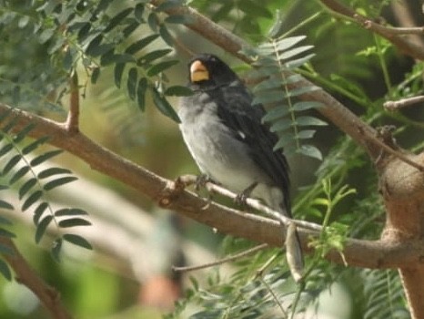 Gray Seedeater - ML210081891
