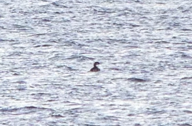 Red-necked Grebe - ML21008201