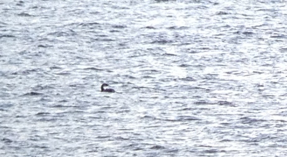 Red-necked Grebe - ML21008221
