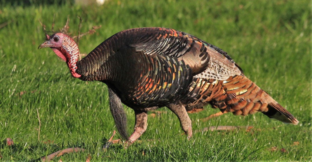 Wild Turkey - Kent Forward