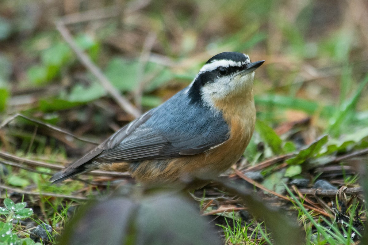 Red-breasted Nuthatch - ML210087151