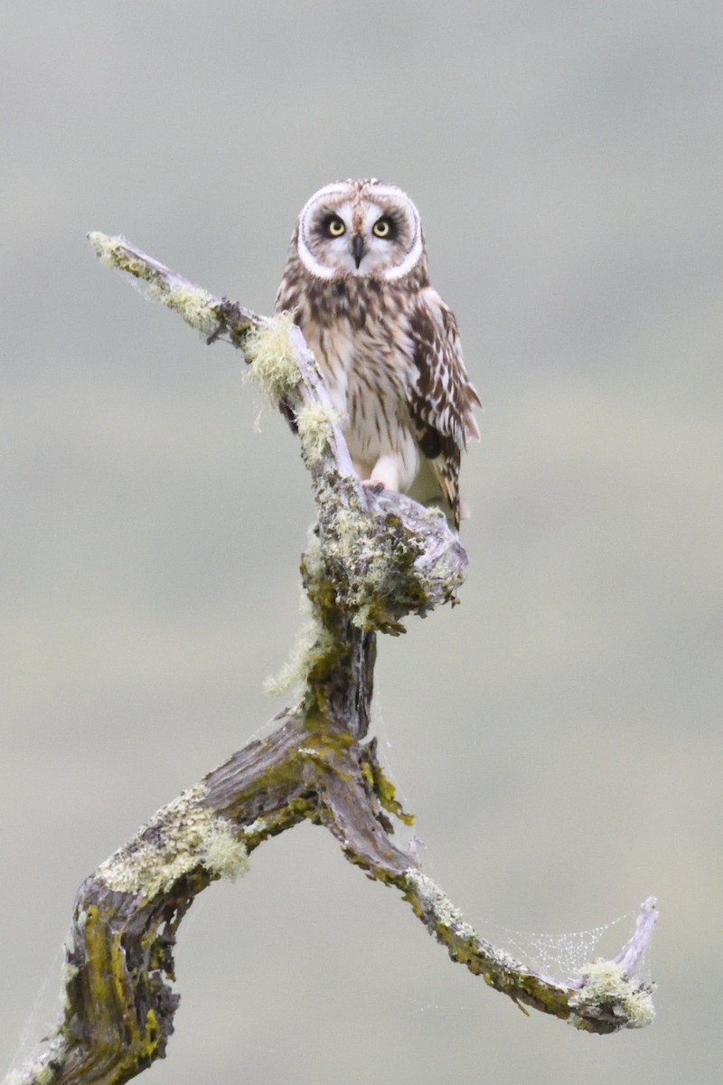 Short-eared Owl (Hawaiian) - ML210090691