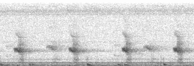 Channel-billed Toucan (Channel-billed) - ML21010