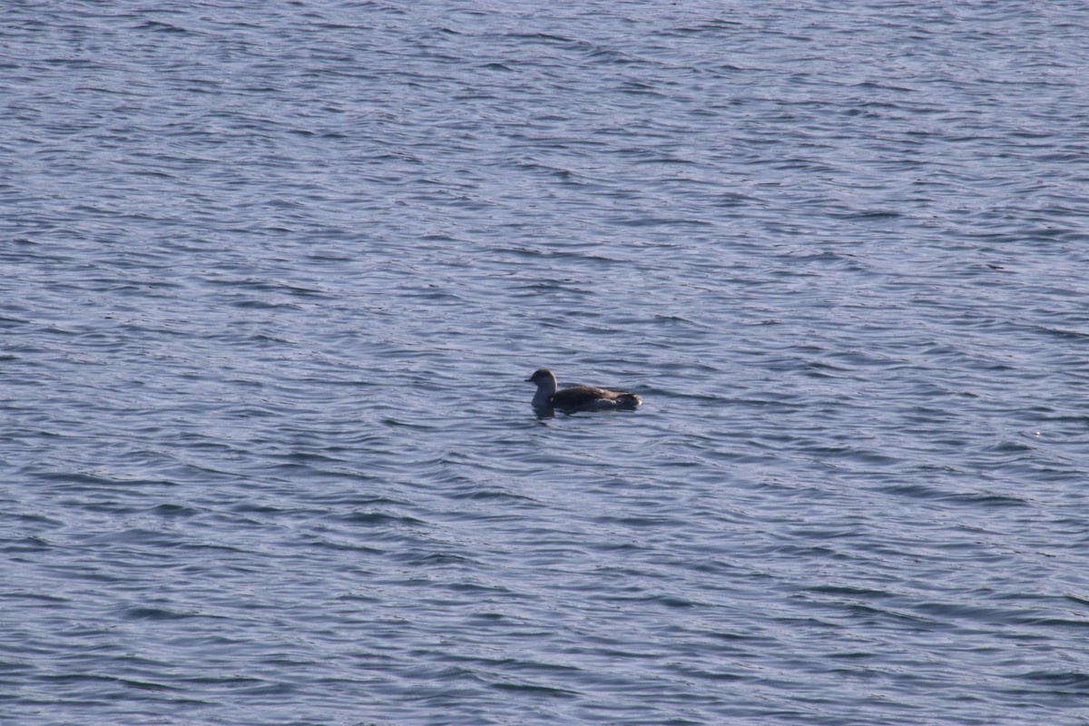 Red-throated Loon - ML210101441