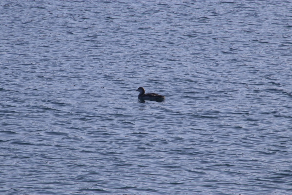 Red-throated Loon - ML210101481