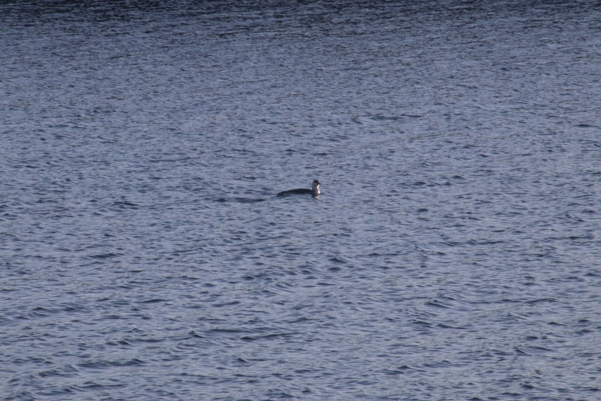 Red-throated Loon - ML210101521