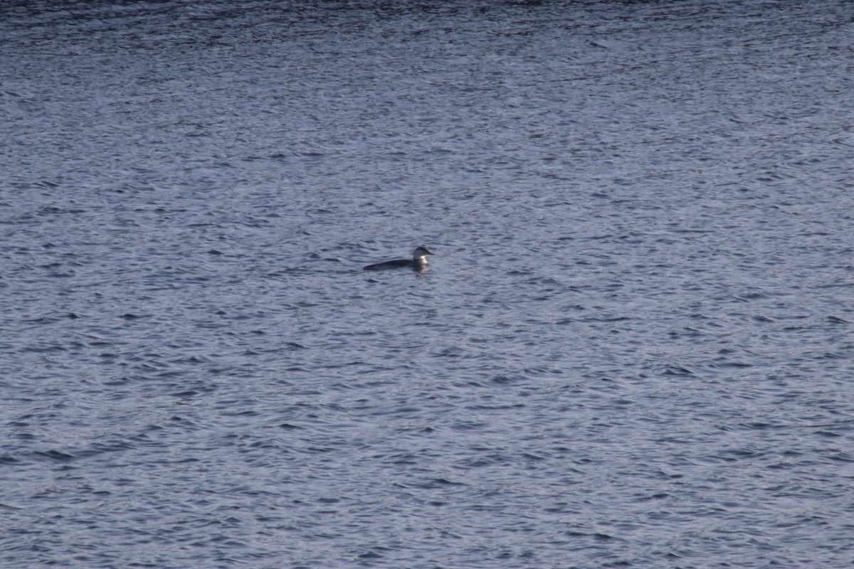 Red-throated Loon - ML210101561