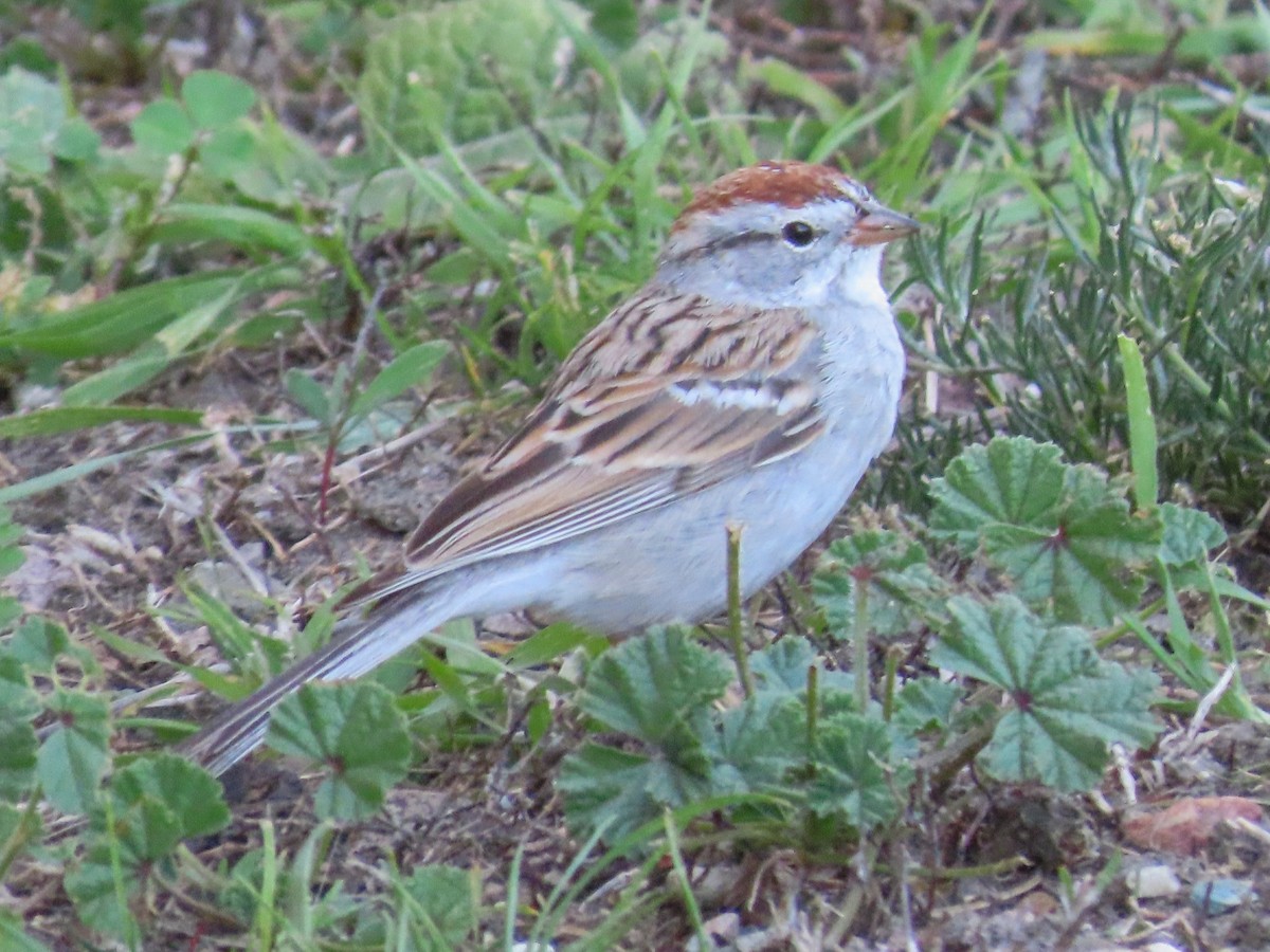 Chipping Sparrow - Barry Langdon-Lassagne
