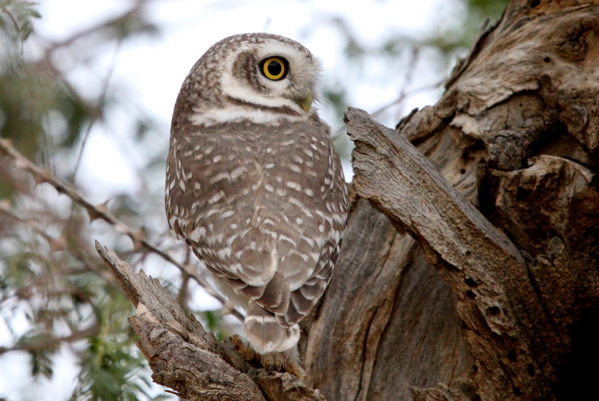 Spotted Owlet - ML210106251