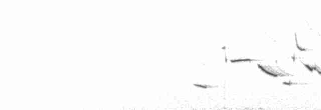 Chihuahuan Meadowlark - ML210108331