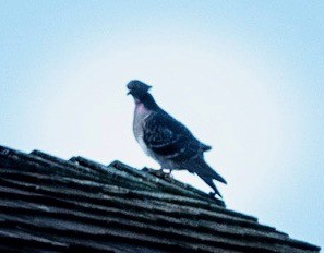 Rock Pigeon (Feral Pigeon) - SJ R