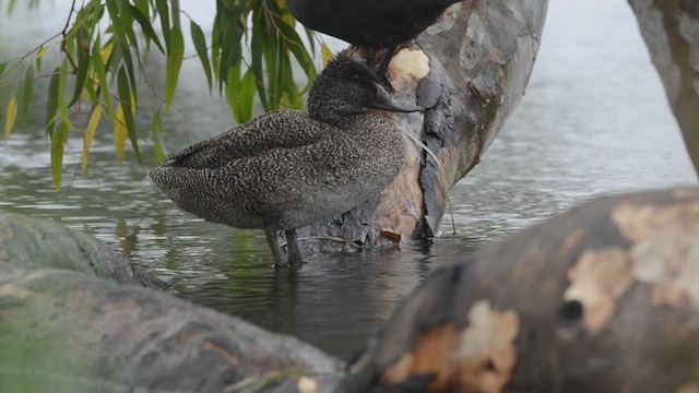 Freckled Duck - ML210121511